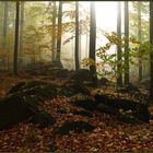 Hainsimsen-Buchenwald im Naturschutzgebiet Heilige Hallen (Sebnitzer Wald)