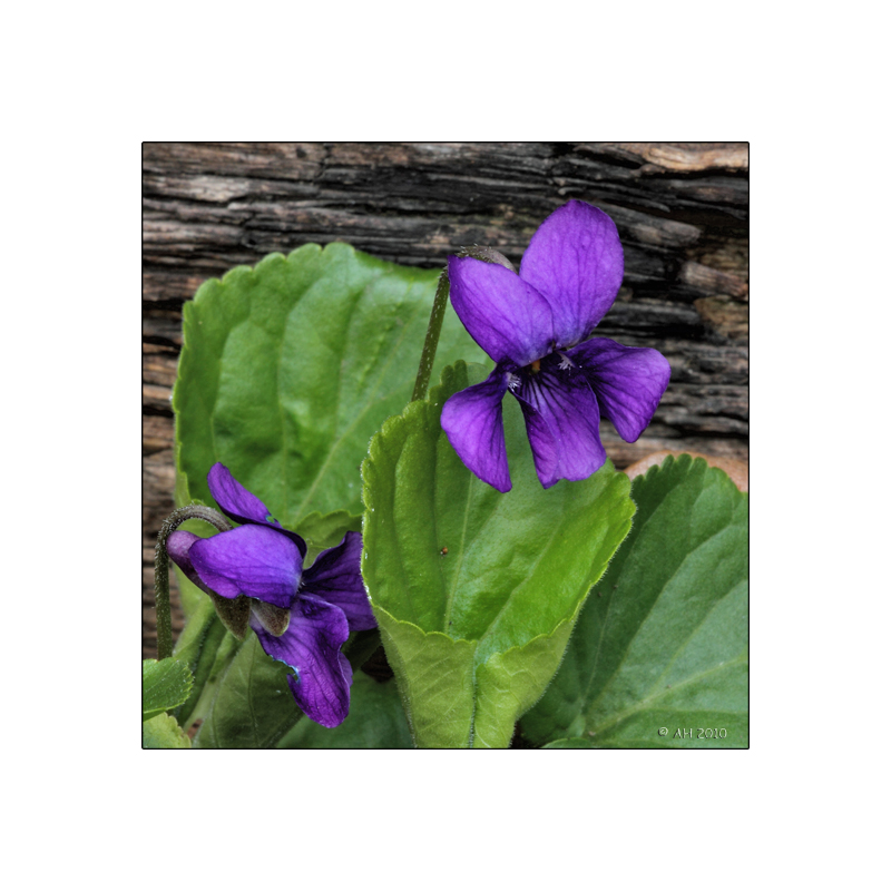 Hainveilchen (Viola riviniana)