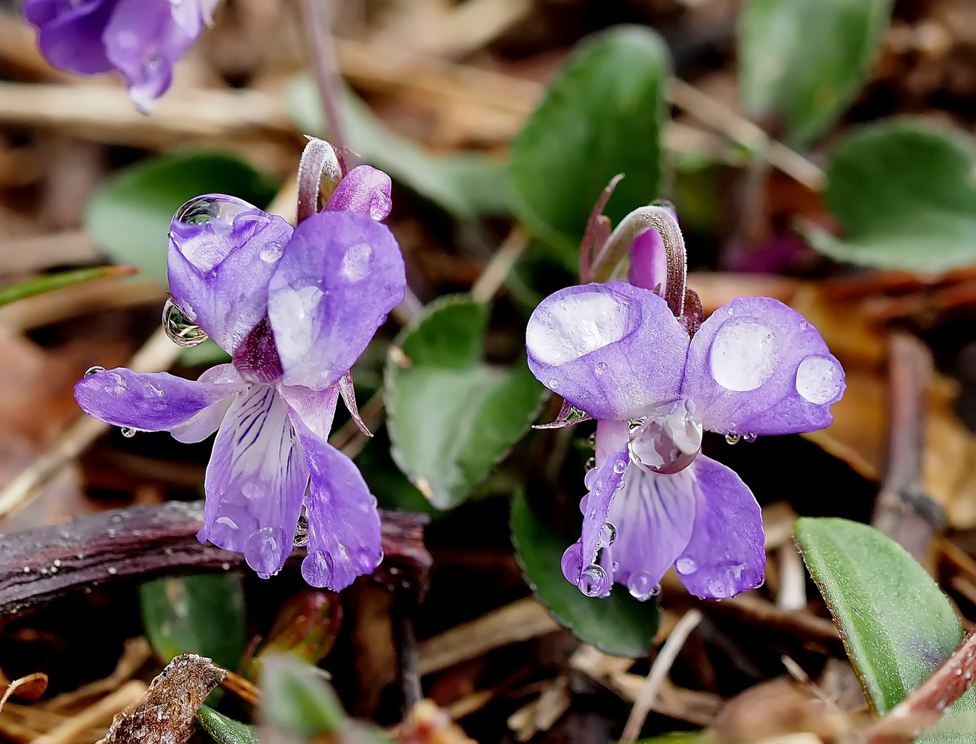 Hainveilchen (Viola riviniana)