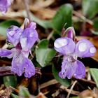 Hainveilchen (Viola riviniana)