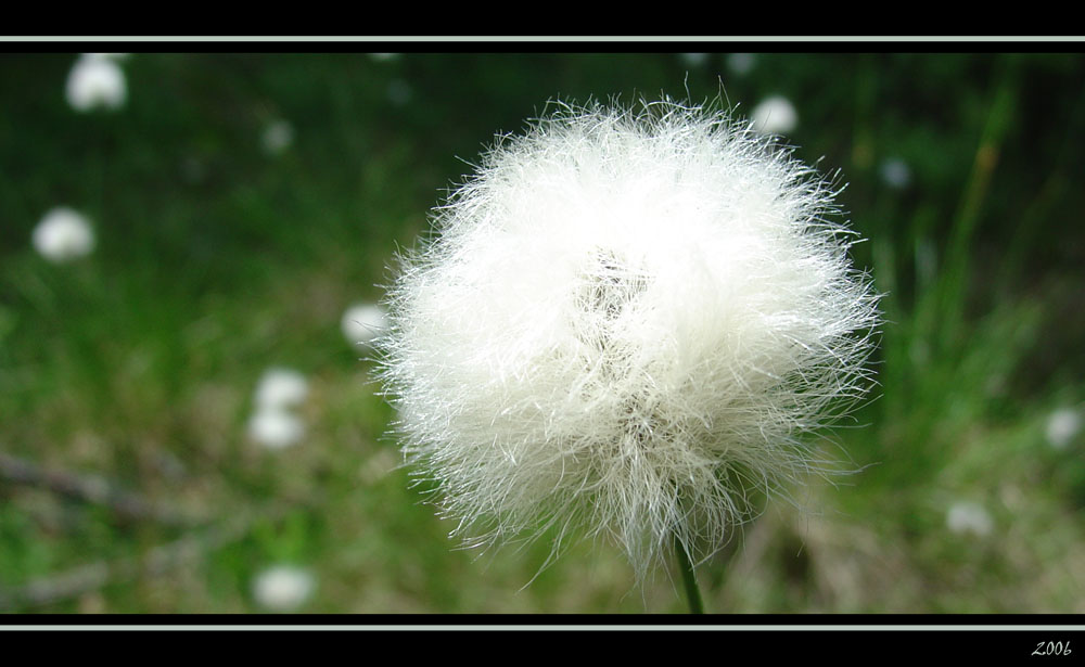 Hair of an old man