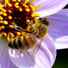 Hairstyle a la Bee