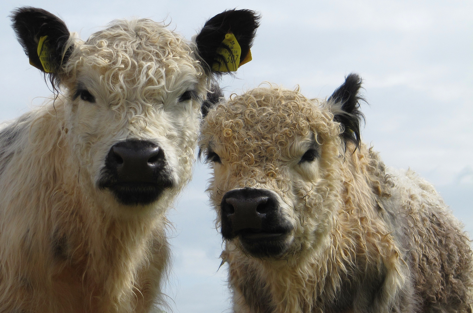 Hairstyles