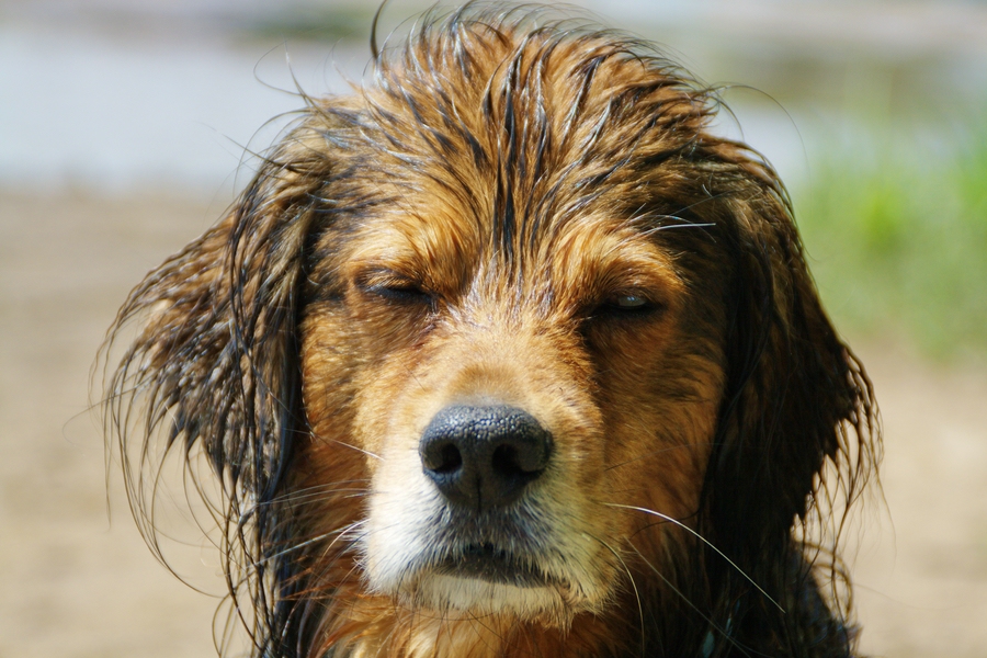 Hairstyling a la Hund?