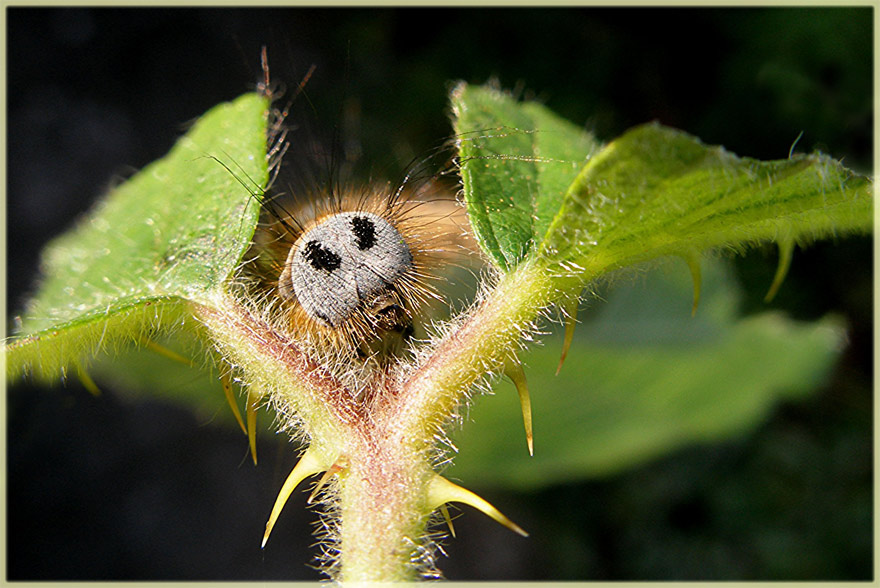 Hairy