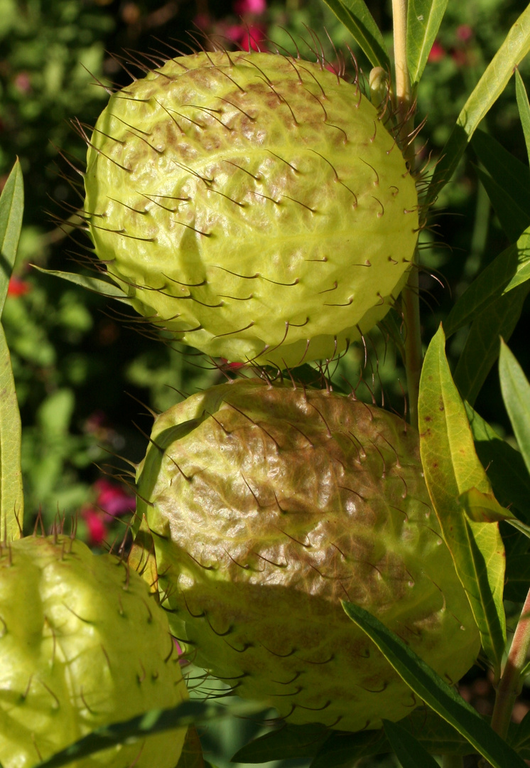 Hairy Balls 