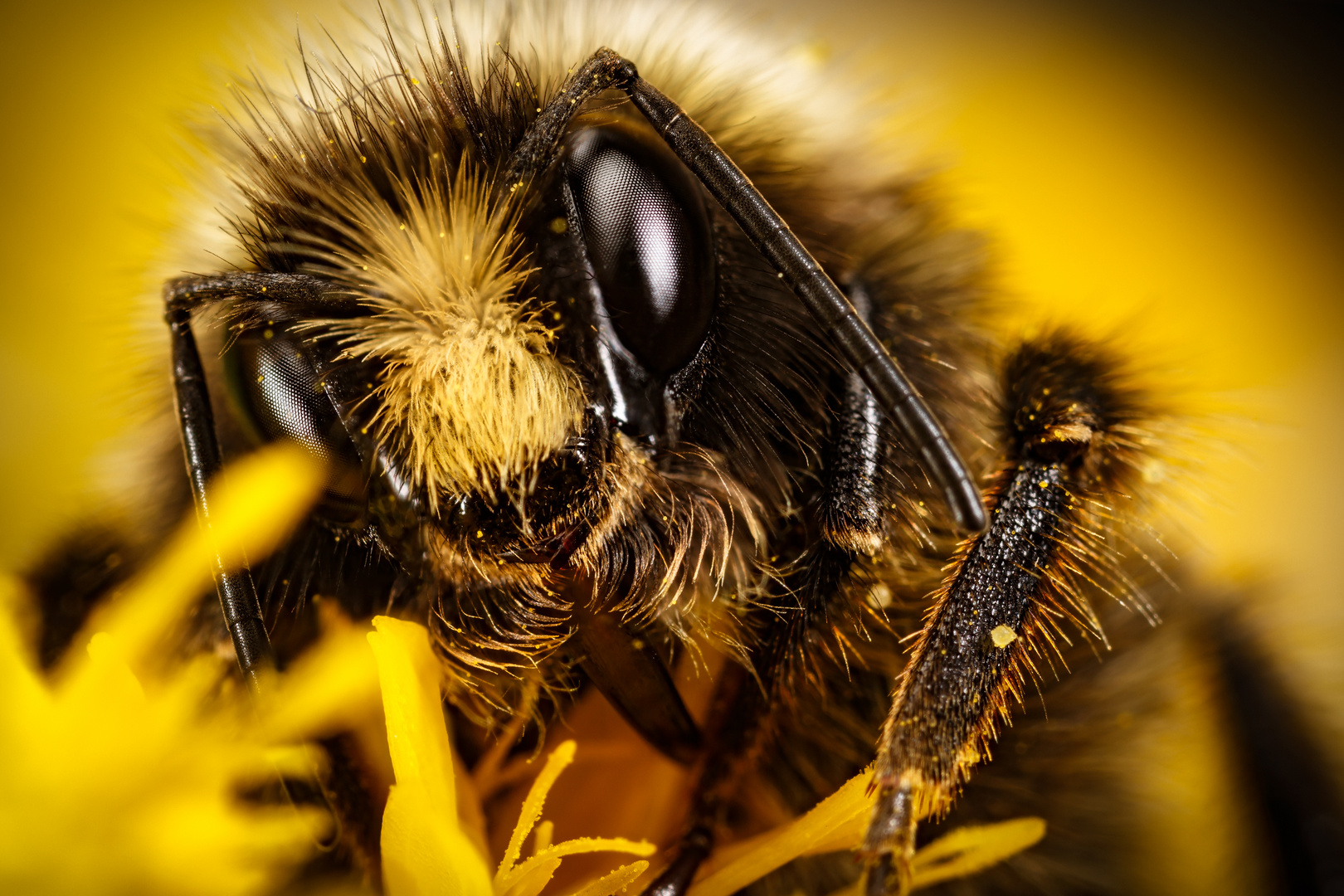 Hairy Bee