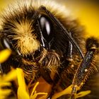 Hairy Bee