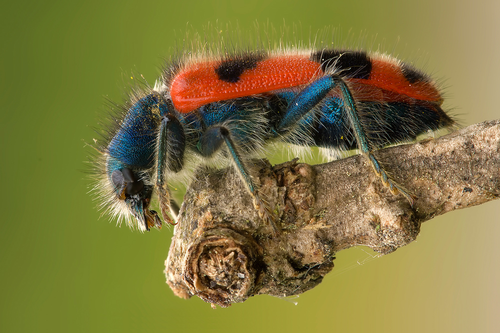 Hairy beetle