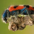 Hairy beetle