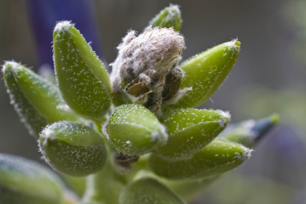 Hairy Buds