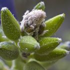 Hairy Buds