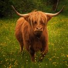 Hairy Cow