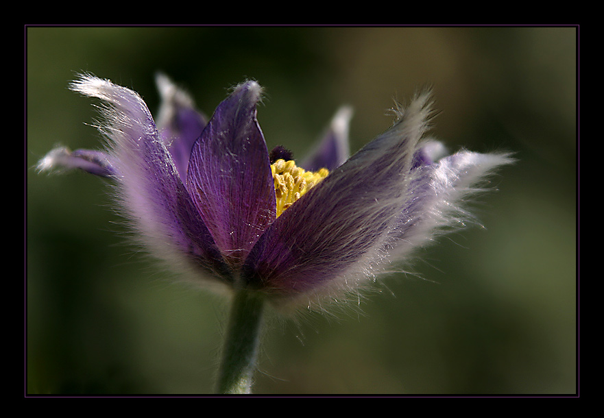 Hairy Flower