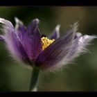 Hairy Flower