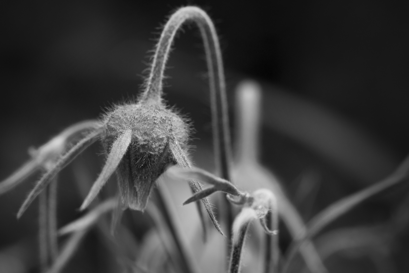 Hairy Flowers Foto & Bild | pflanzen, pilze & flechten, blüten