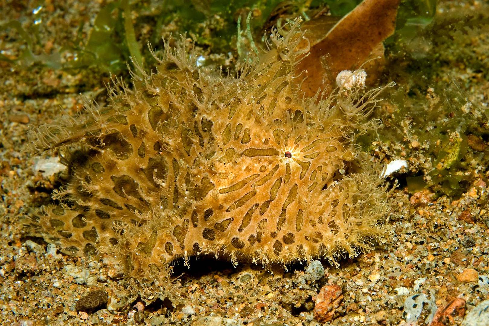 hairy frogfish