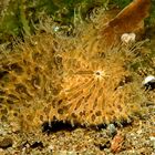 hairy frogfish