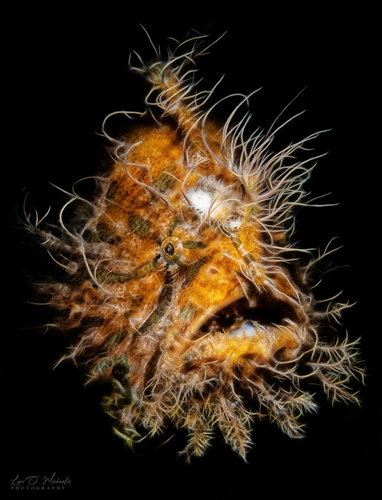 Hairy Frogfish 2