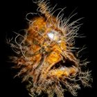 Hairy Frogfish 2