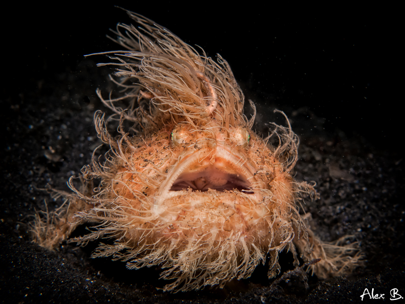 Hairy Frogfish 2