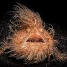 Hairy Frogfish 2