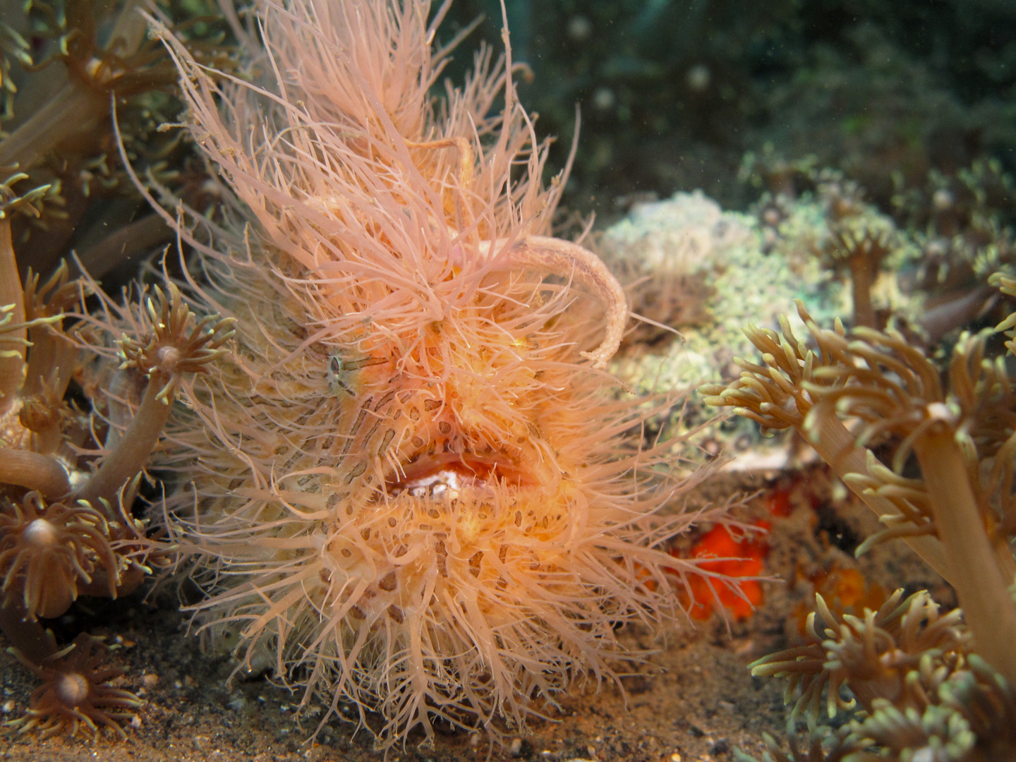 Hairy Frogfish