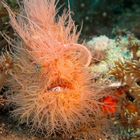 Hairy Frogfish