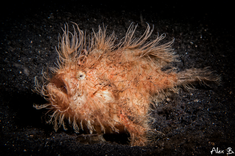 Hairy Frogfish