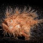 Hairy Frogfish