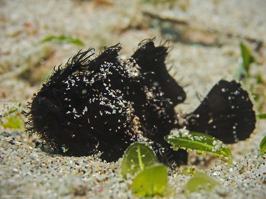 Hairy Frogfish