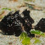 Hairy Frogfish