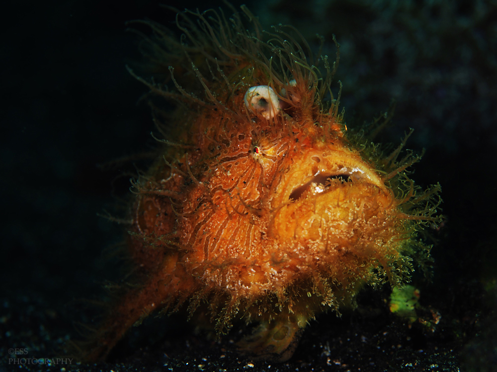  hairy frogfish 