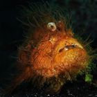 hairy frogfish 