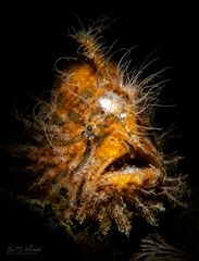 Hairy Frogfish