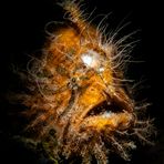 Hairy Frogfish