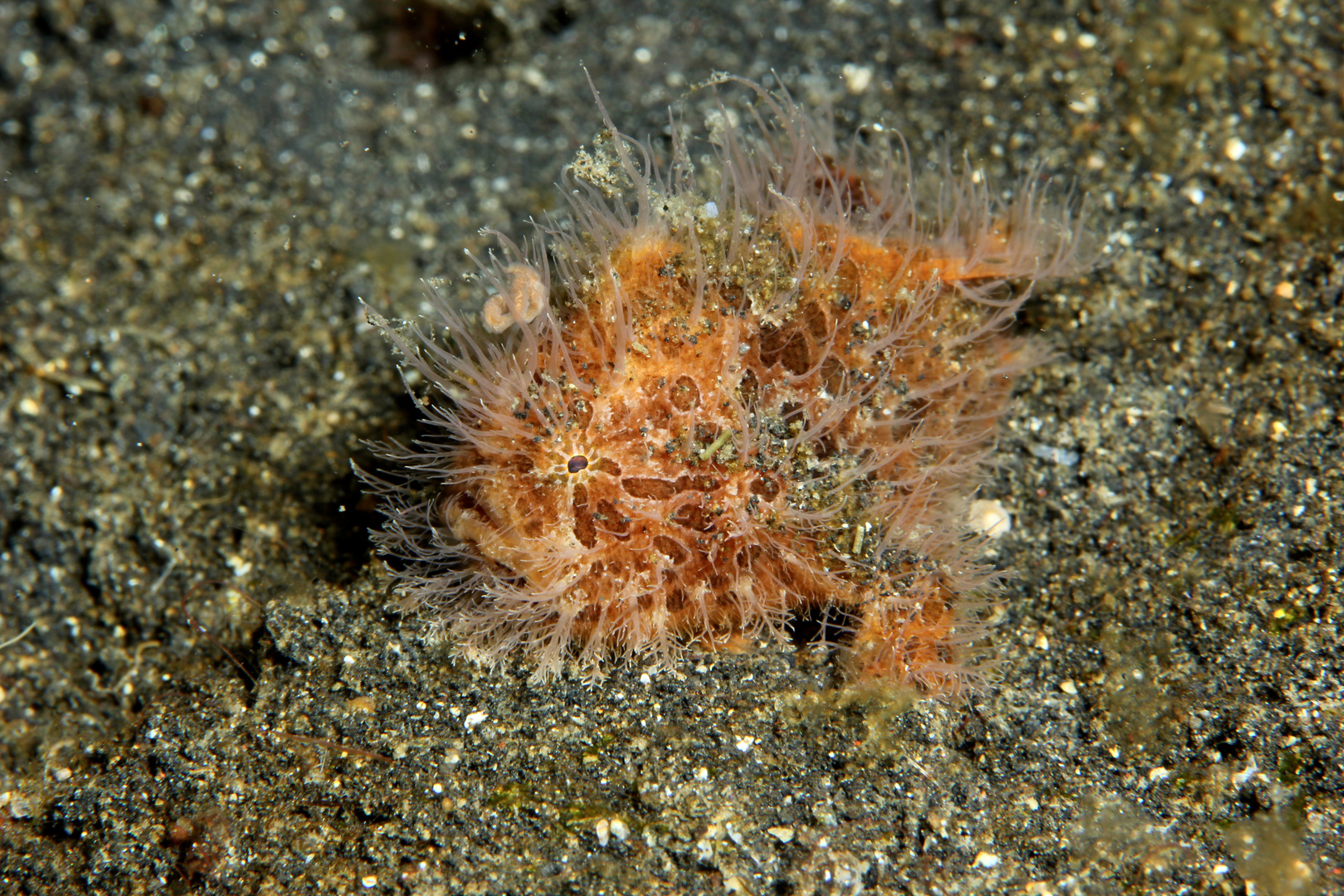 Hairy Frogfish