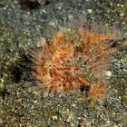 Hairy Frogfish