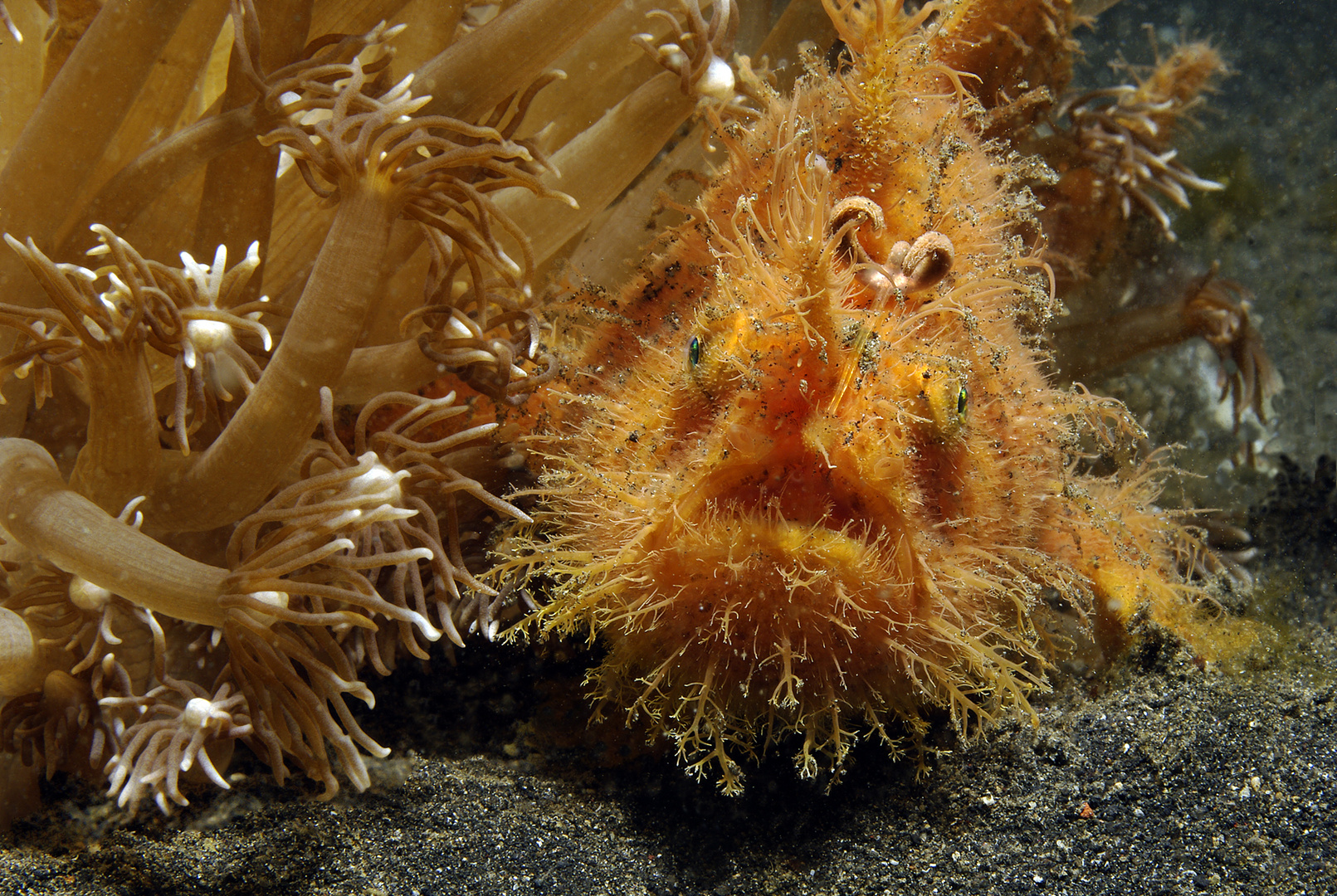 Hairy Frogfish