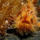 Hairy Frogfish