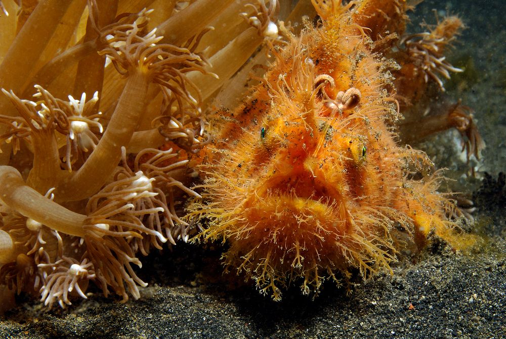 Hairy Frogfish