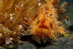 Hairy Frogfish