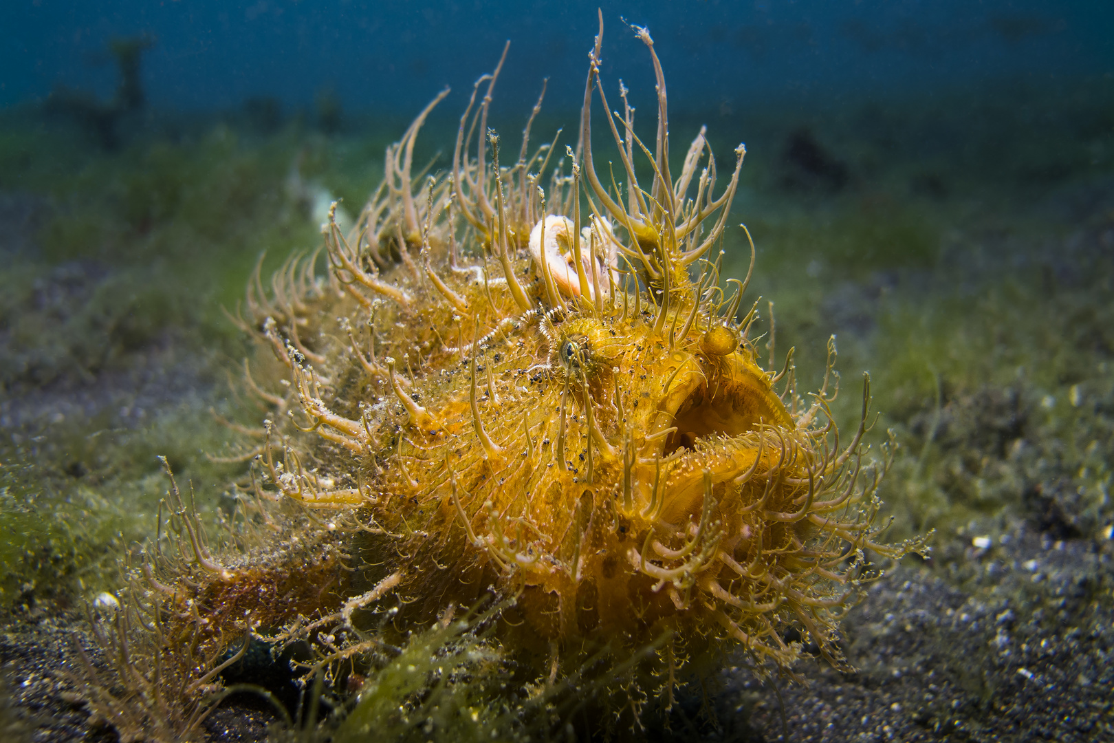 Hairy Froggy in Lembeh