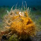 Hairy Froggy in Lembeh