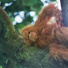 Hairy Harry und sein Baum