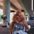 Hairy Harry und seine Vespa