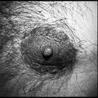 hairy Nipple