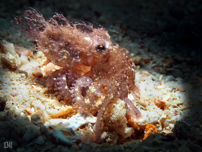 hairy octopus Foto & Bild | photography, natur, indonesia Bilder auf
