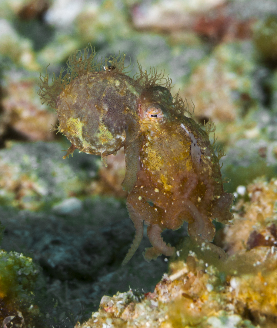 Hairy Octopus