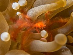 Hairy Orang Utan crab